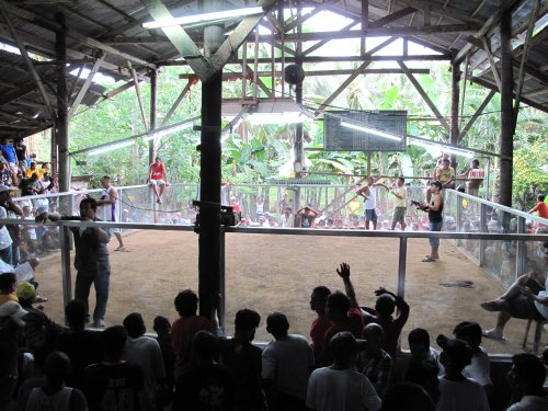 Coqpit Arena Panglao (11)